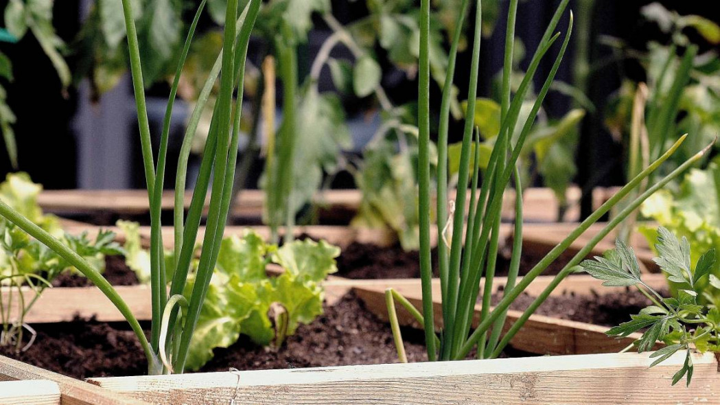 Agroecología, soberanía alimentaria, ecología urbana y desarrollo rural