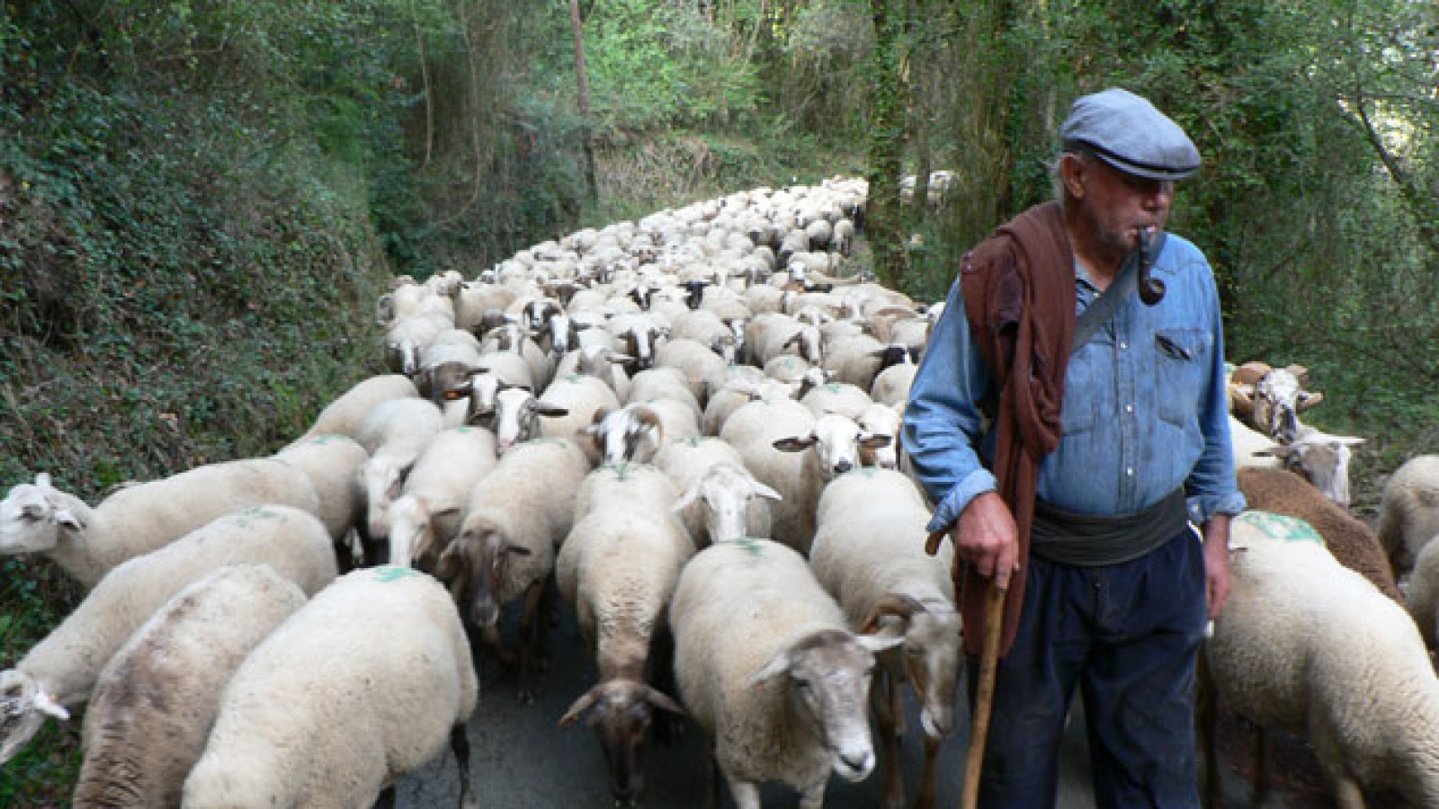 Nómadas, el viaje de un pastor trashumante