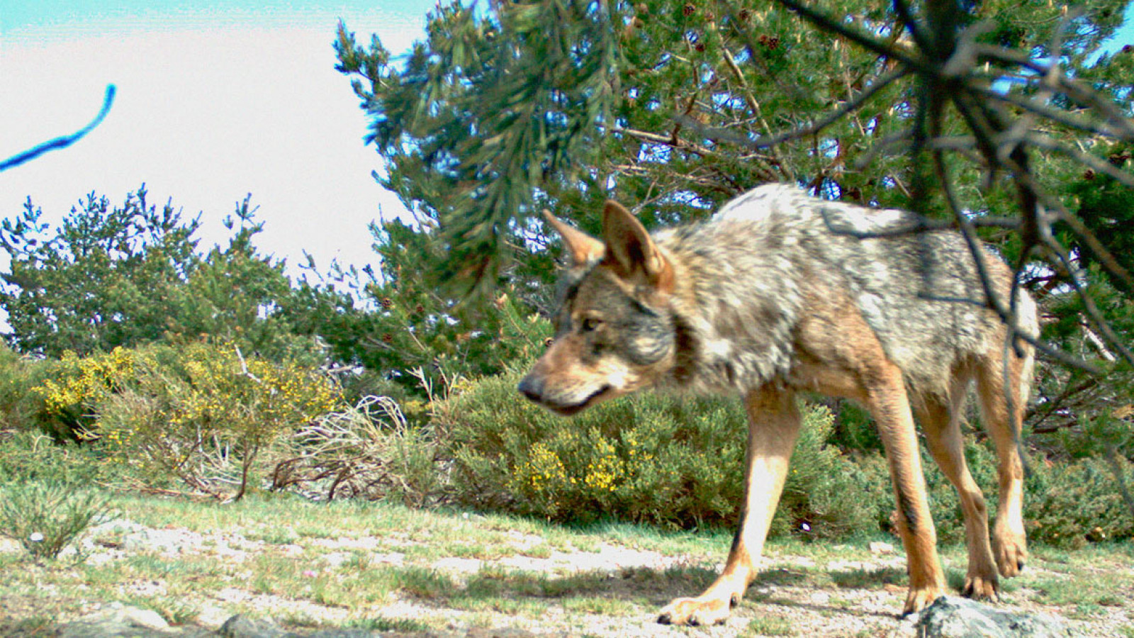 La conservación del lobo ibérico en la Comunidad de Madrid