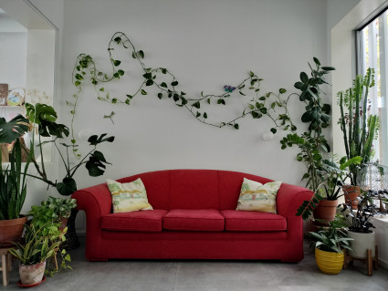 Un jardín en mi salón. Cuidados y diseño con plantas de interior