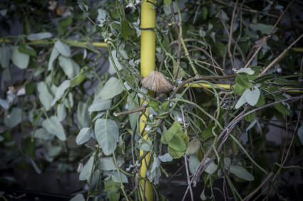 Encuentros en el Plantoceno