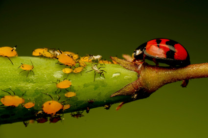 Los insectos del jardín: plagas y enemigos naturales