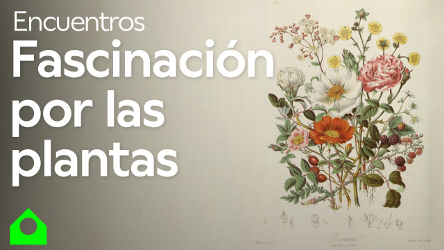 Día internacional de la fascinación por las plantas 2024