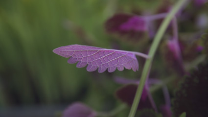 Jardinería en terrazas