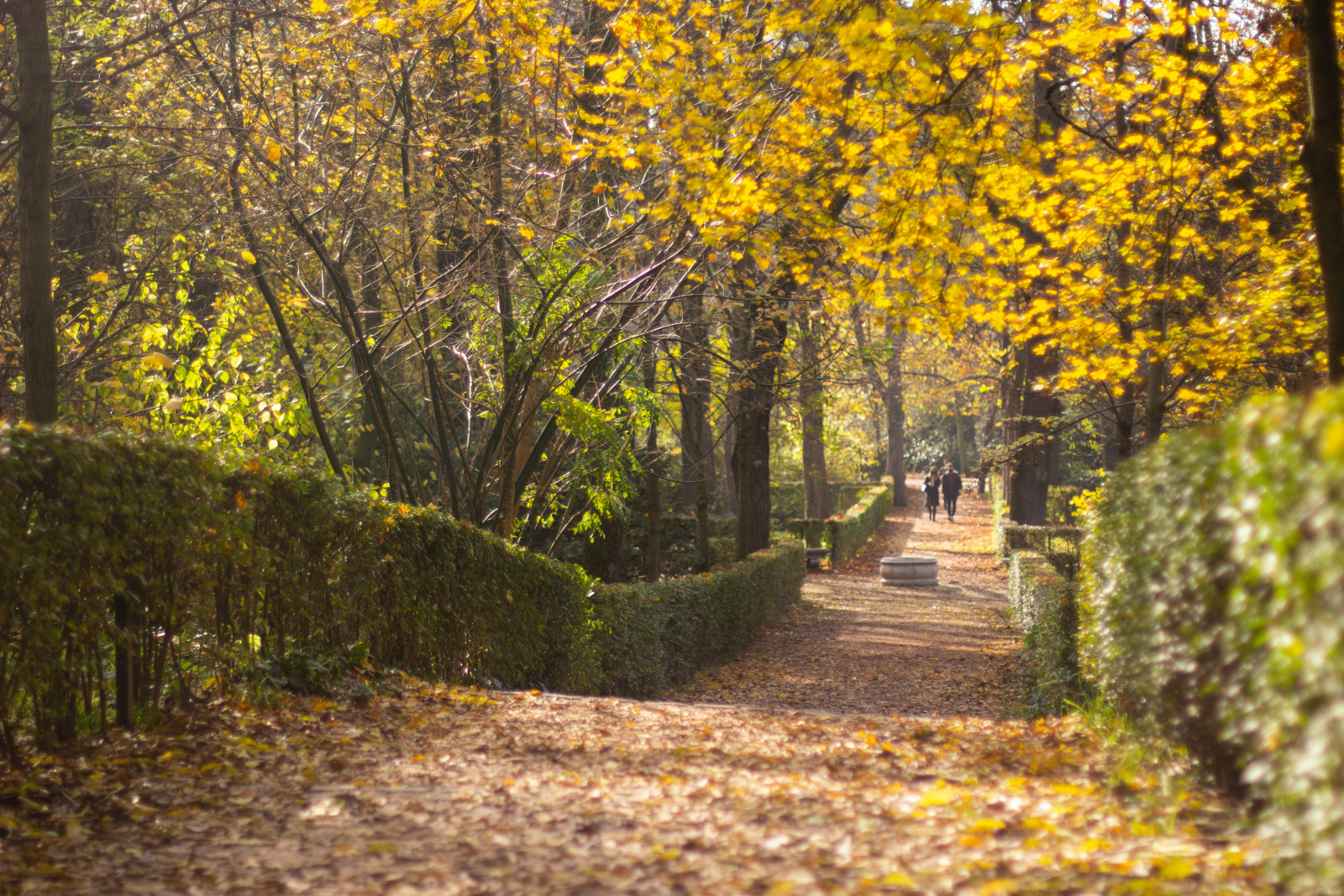 Biodiversidad urbana