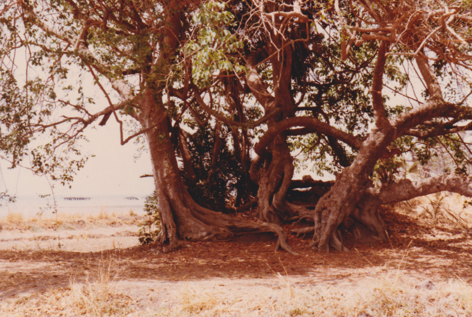 Tako Taal, Sad deserted shore, your fickle friends are leaving, 2021-ongoing (installation detail)