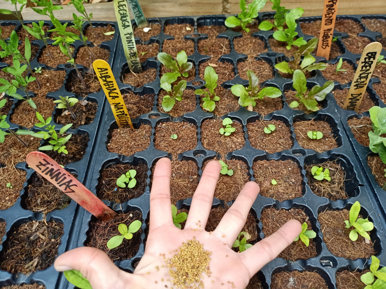 Cultiva tu ciudad, cultiva en tu ciudad