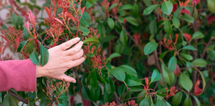 Taller de reconexión con la naturaleza. El refugio de los sentidos