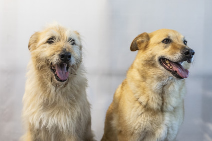 Autocuidado y entrenamiento de perros en adopción con jóvenes 2025 Autocuidado y entrenamiento de perros en adopción con jóvenes 2025