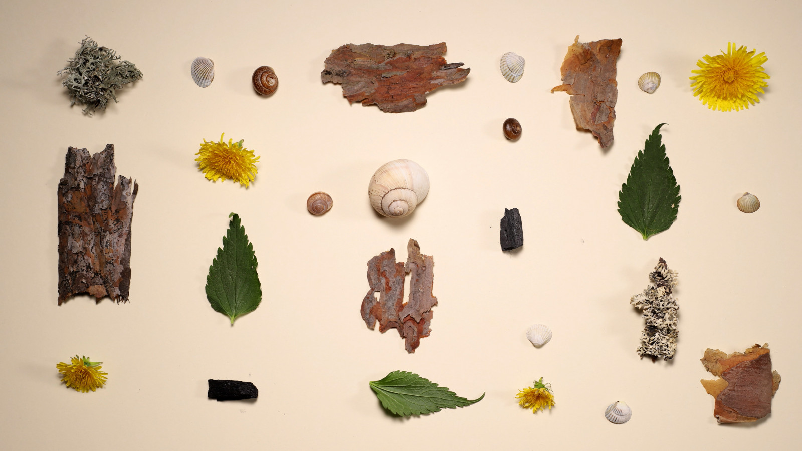 Anima Natura, de Andrea Gudiño