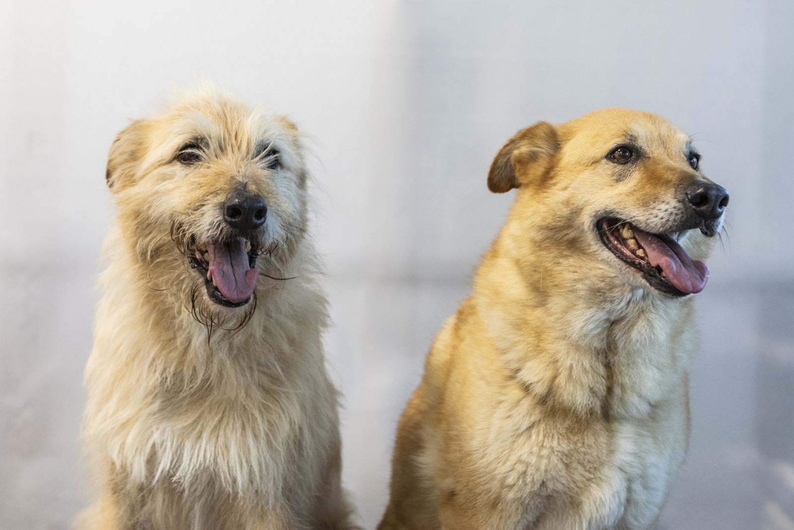 Autocuidado y entrenamiento de perros en adopción con jóvenes voluntarios