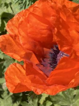 Fragments from home… de Falyakon