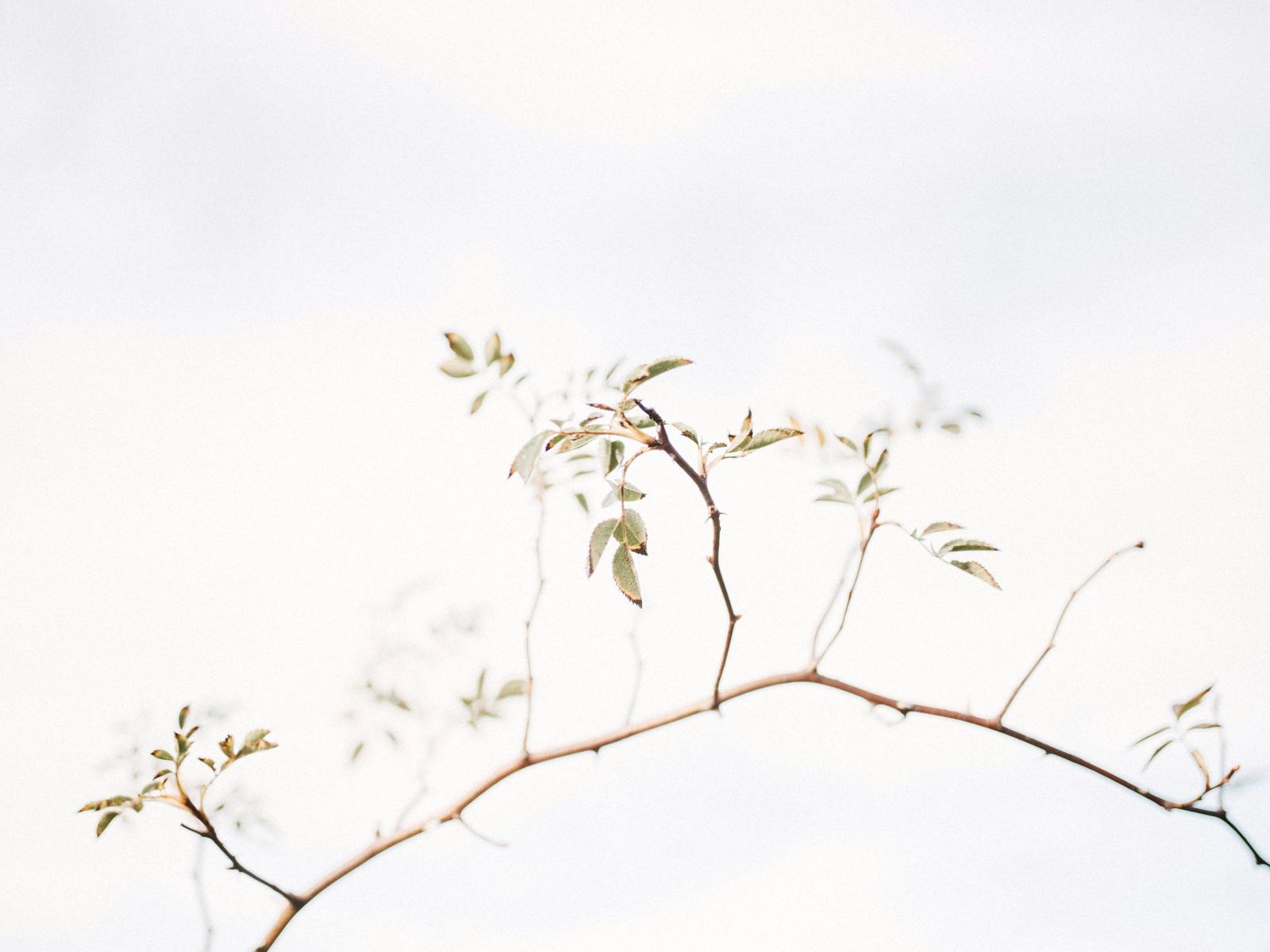 ©Annie Spratt