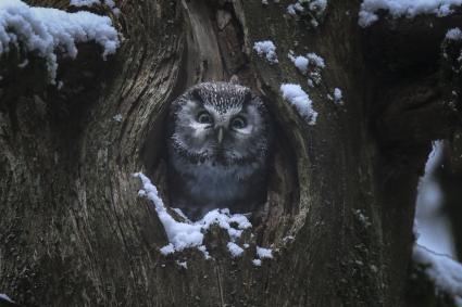 ‘Le Chant des Forêts’, de Vincent Munier