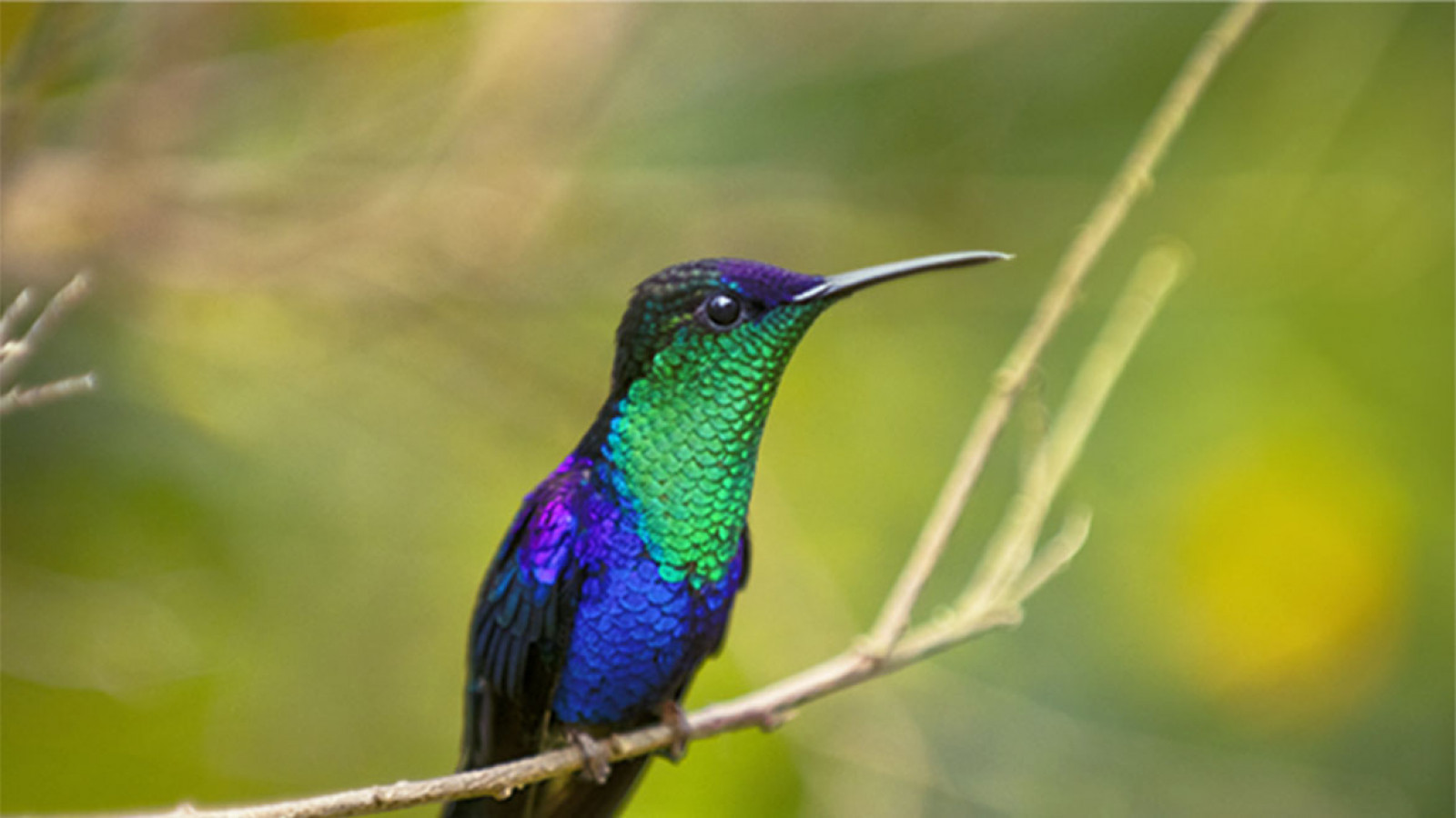“The Birders: A Melodic Journey through Northern Colombia” by Gregg Bleakne