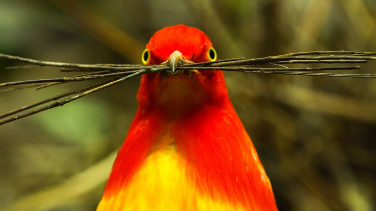 'Bailando con las aves', de Huw Cordey