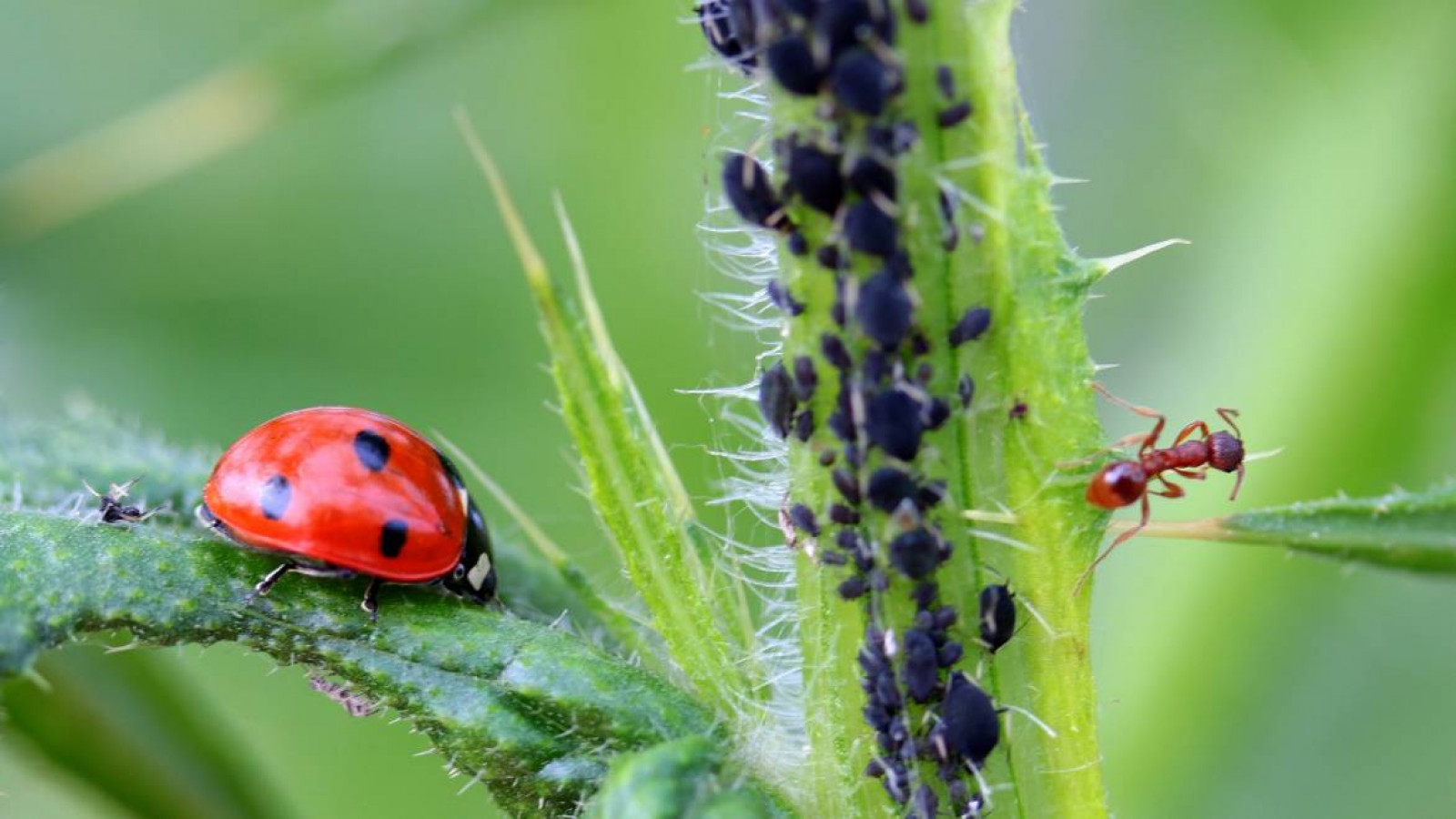 Dejemos de intoxicar las plantas