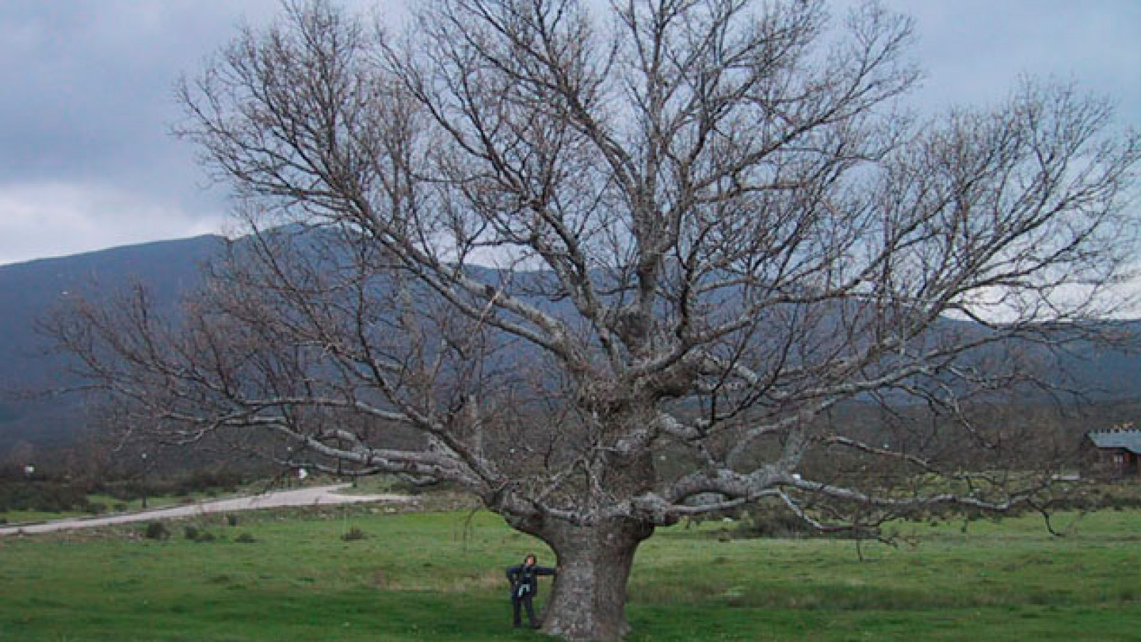 Descubre los árboles y arboledas singulares: Rebollo de la Maleza y árboles singulares del Lozoya