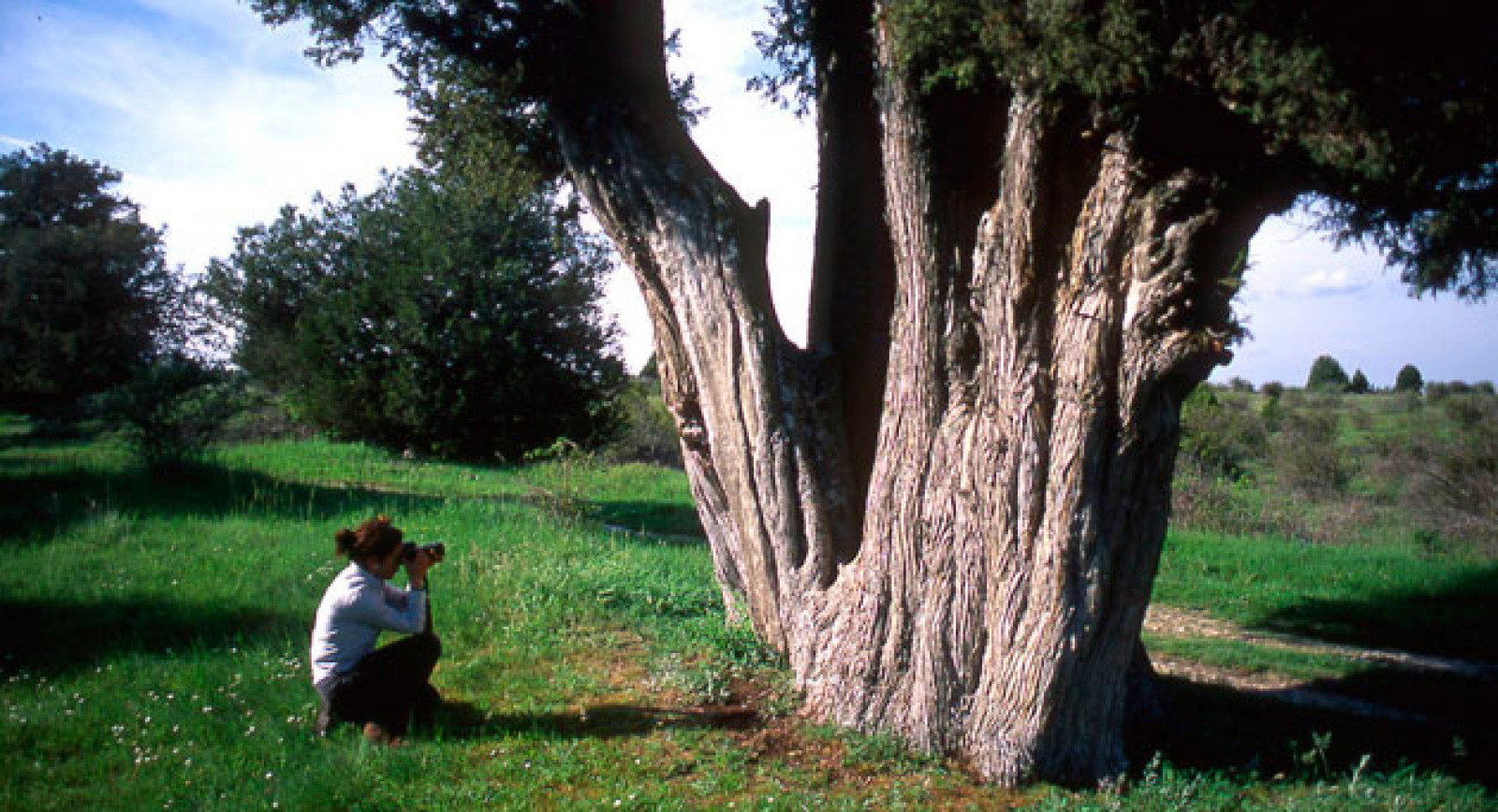 Descubre los árboles y arboledas singulares de los alrededores de Madrid. Olmo de Nuevo Baztán y encina de La Pica