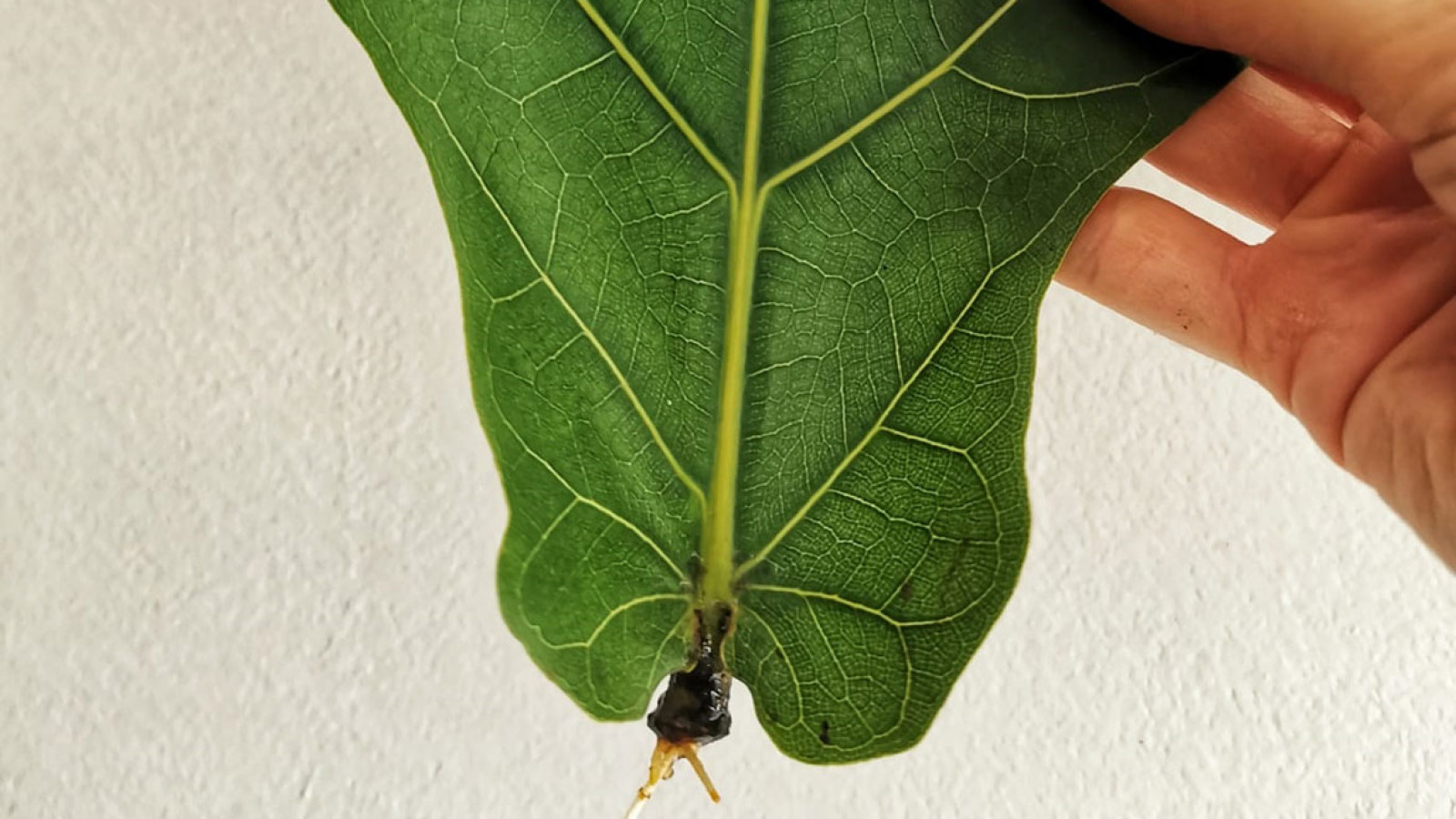 ¡Multiplica las plantas de tu casa!