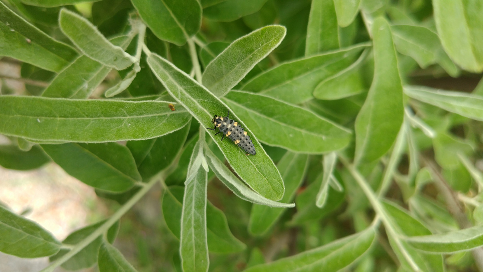 Los insectos del jardín: plagas y enemigos naturales