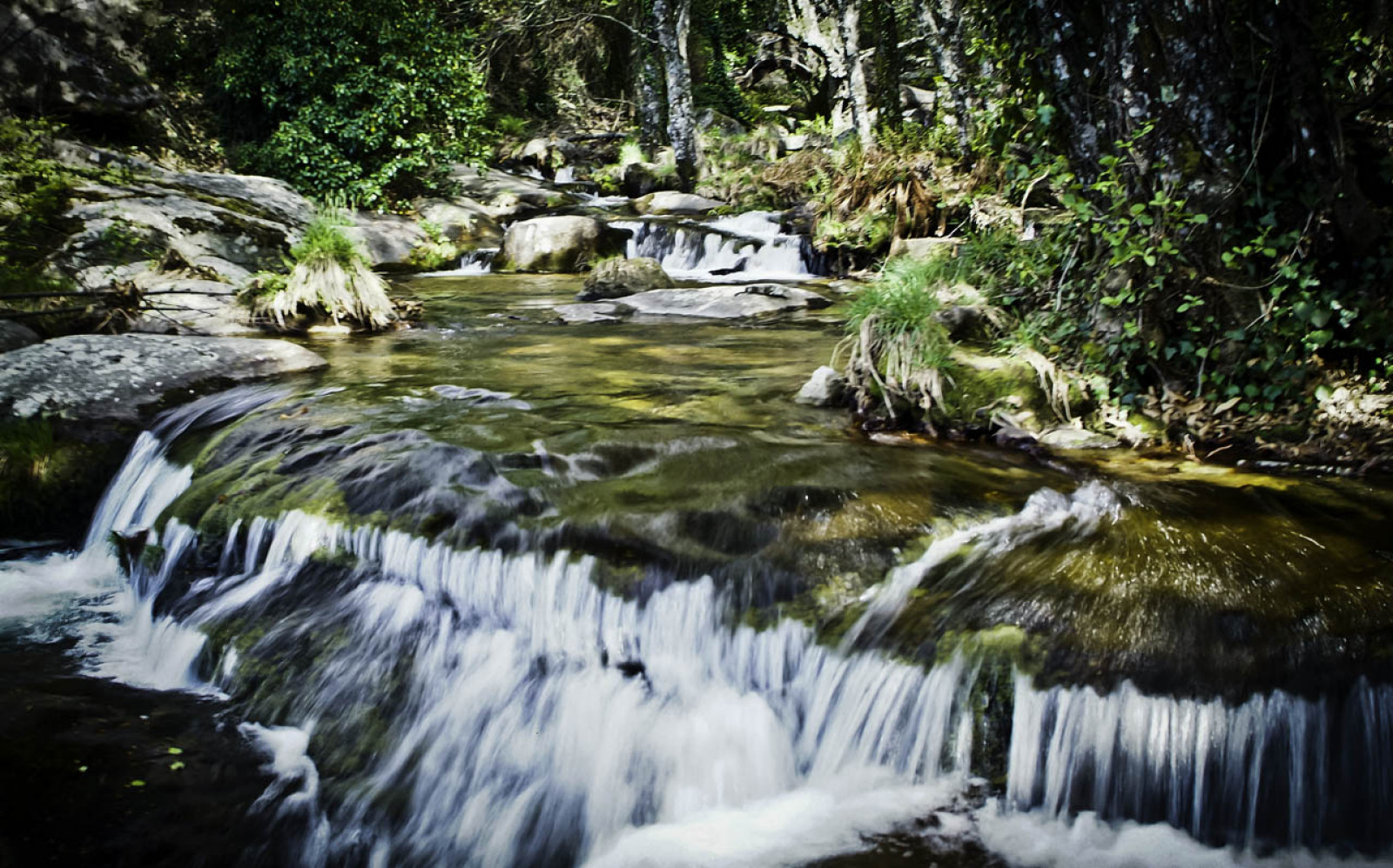 Mindfulness: atención plena para el bienestar